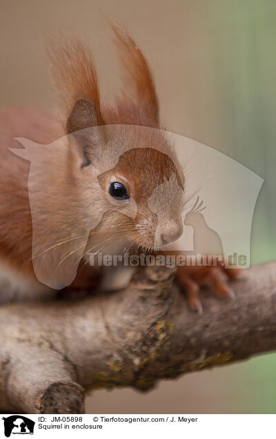 Squirrel in enclosure / JM-05898