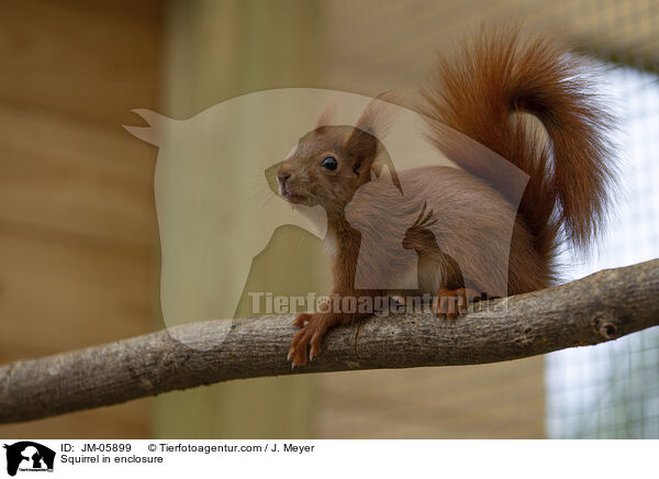 Squirrel in enclosure / JM-05899