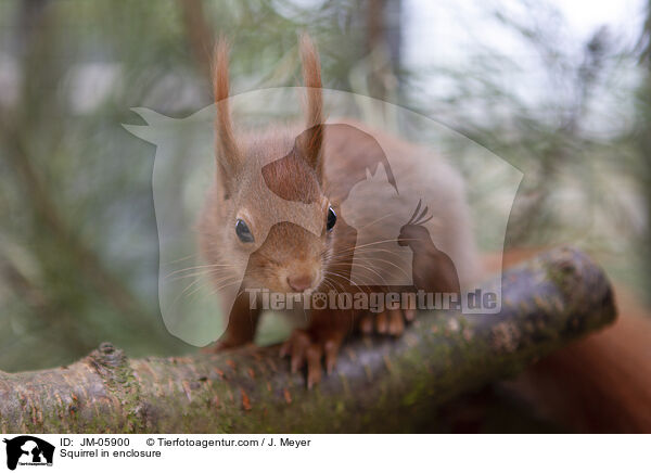 Squirrel in enclosure / JM-05900