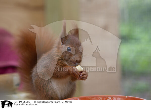 Squirrel in enclosure / JM-05902