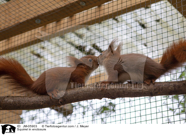 Squirrel in enclosure / JM-05903