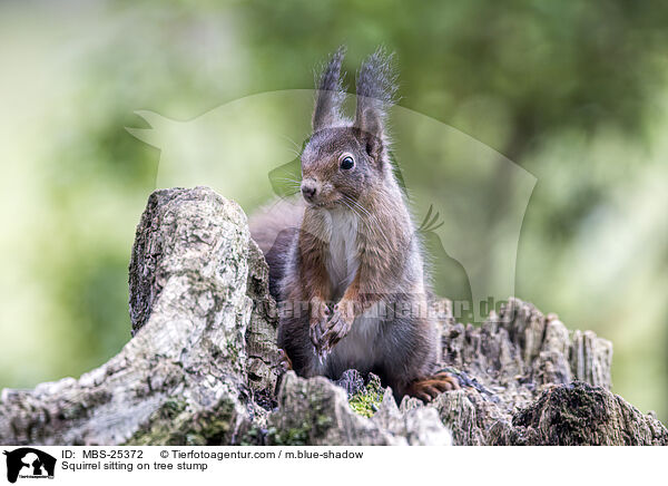 Squirrel sitting on tree stump / MBS-25372