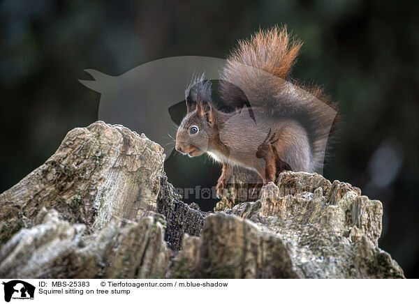 Squirrel sitting on tree stump / MBS-25383
