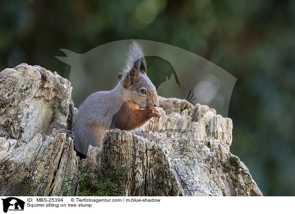 Squirrel sitting on tree stump / MBS-25394
