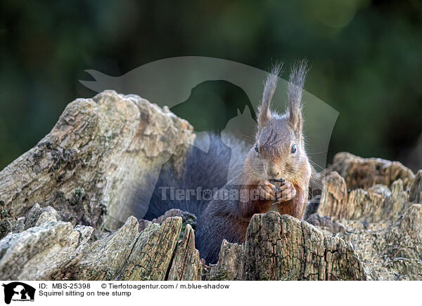 Squirrel sitting on tree stump / MBS-25398