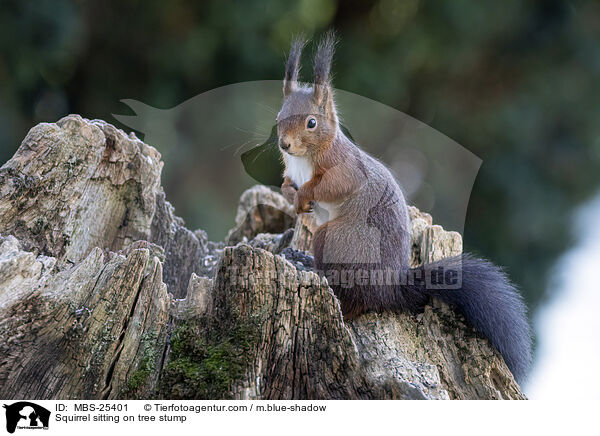 Squirrel sitting on tree stump / MBS-25401