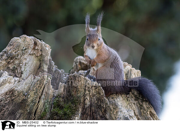 Squirrel sitting on tree stump / MBS-25402