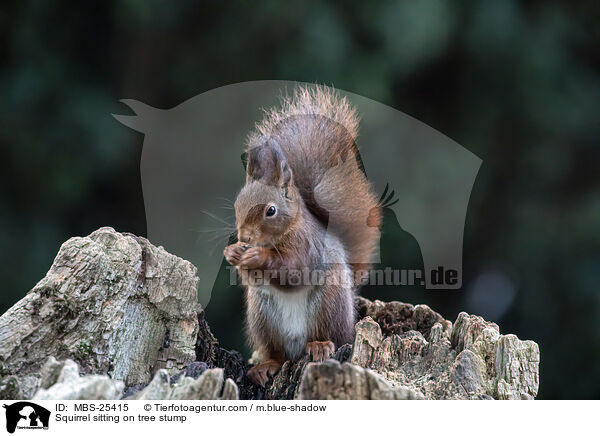 Squirrel sitting on tree stump / MBS-25415