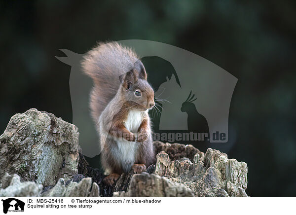 Squirrel sitting on tree stump / MBS-25416