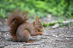 sitting Squirrel