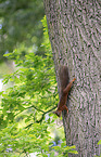 climbing Squirrel