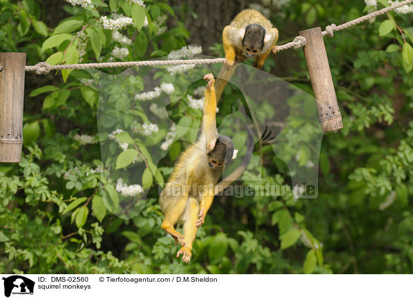squirrel monkeys / DMS-02560