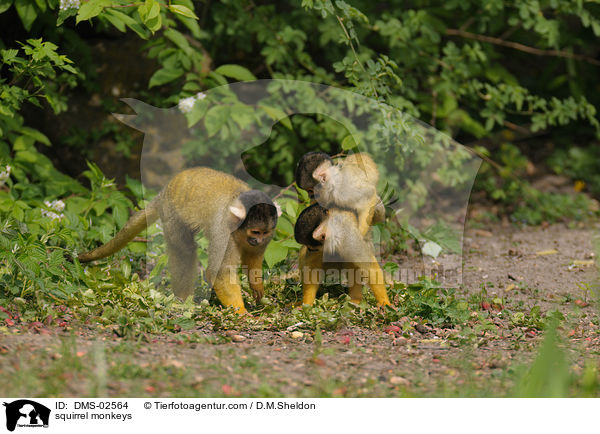 squirrel monkeys / DMS-02564
