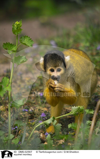 squirrel monkey / DMS-02567