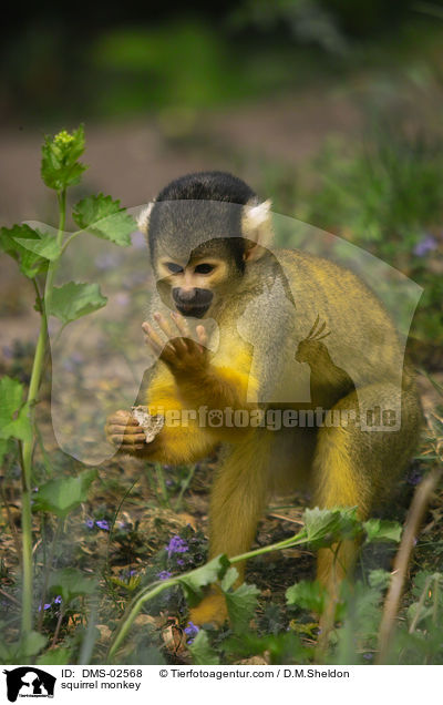 squirrel monkey / DMS-02568
