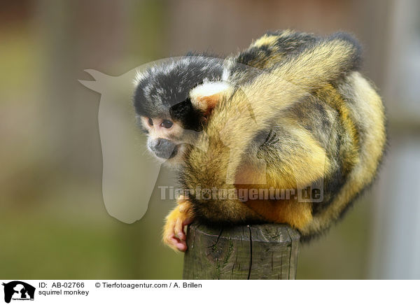 squirrel monkey / AB-02766