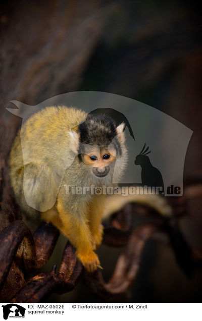 squirrel monkey / MAZ-05026
