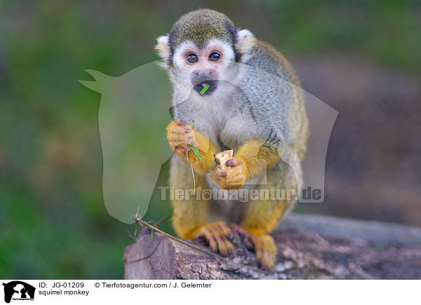 Totenkopfffchen / squirrel monkey / JG-01209