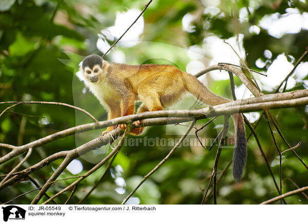 Totenkopfffchen / squirrel monkey / JR-05549