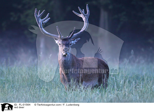 red deer / FL-01564