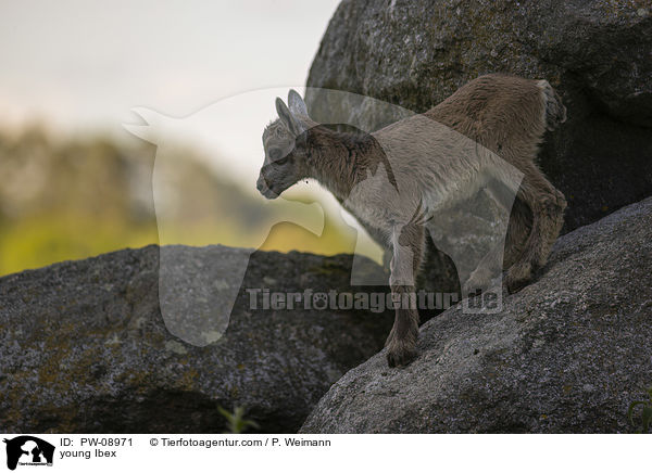 young Ibex / PW-08971