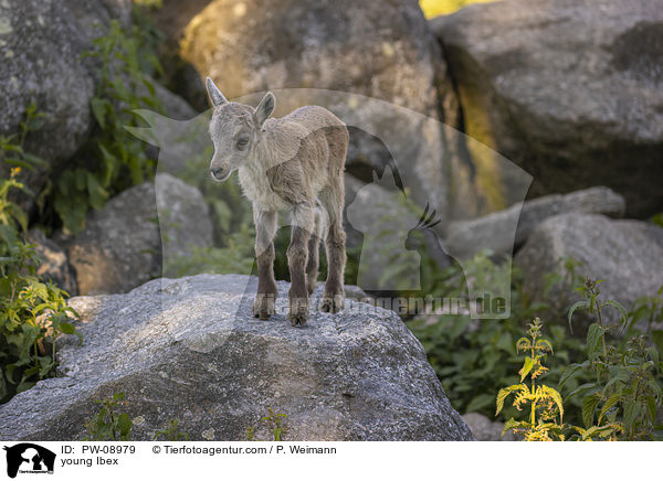 young Ibex / PW-08979