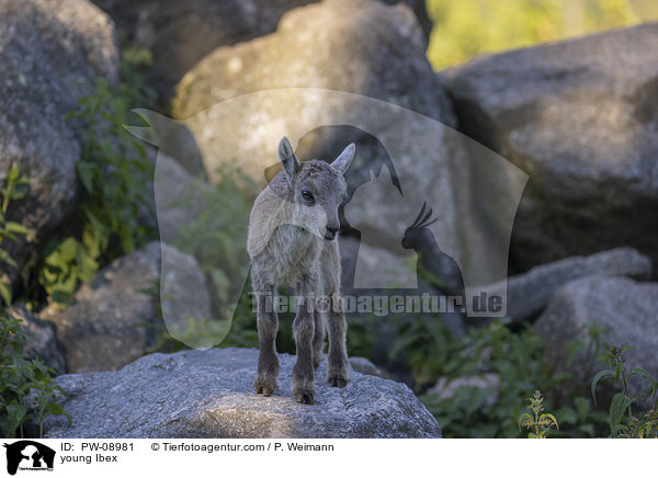 young Ibex / PW-08981