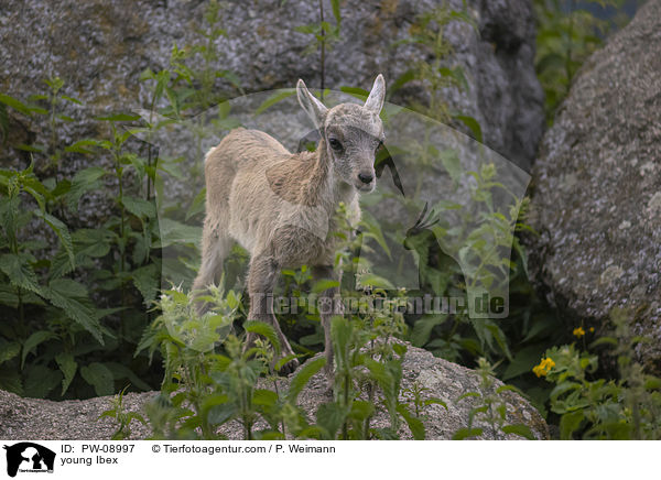 young Ibex / PW-08997