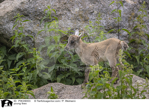 young Ibex / PW-09003