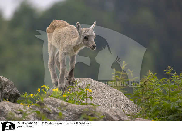 young Ibex / PW-09005