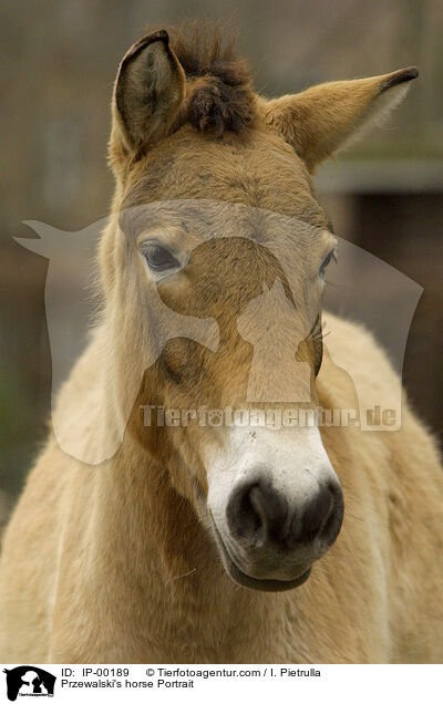 Przewalski's horse Portrait / IP-00189