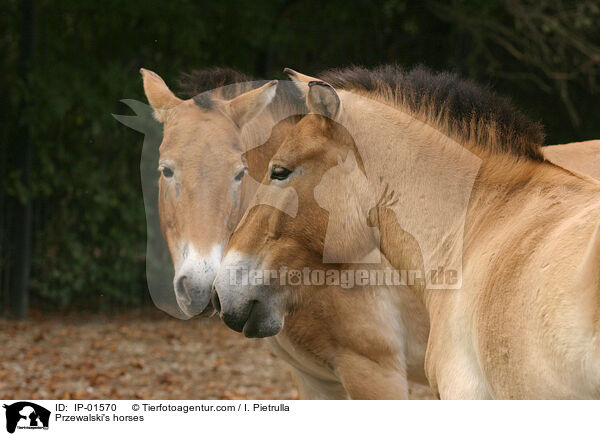 Przewalski's horses / IP-01570