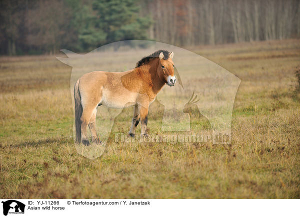 Asian wild horse / YJ-11266