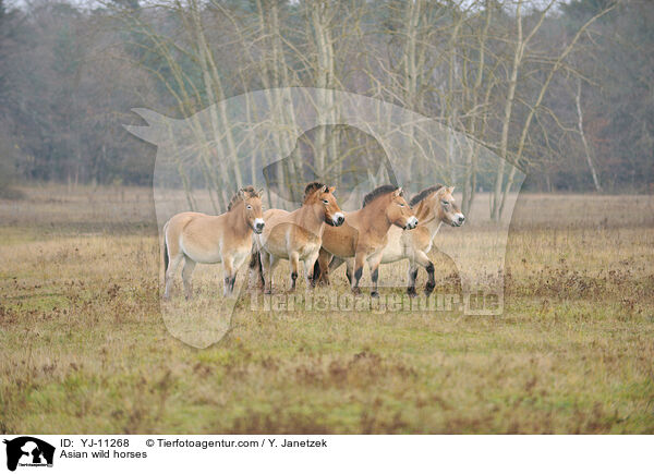 Asian wild horses / YJ-11268