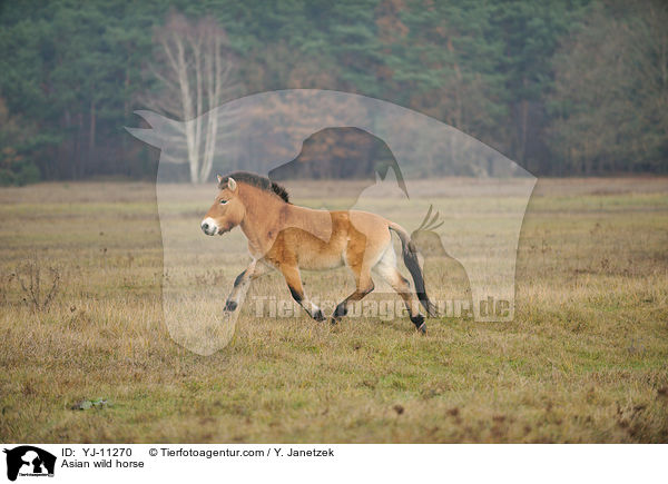 Asian wild horse / YJ-11270
