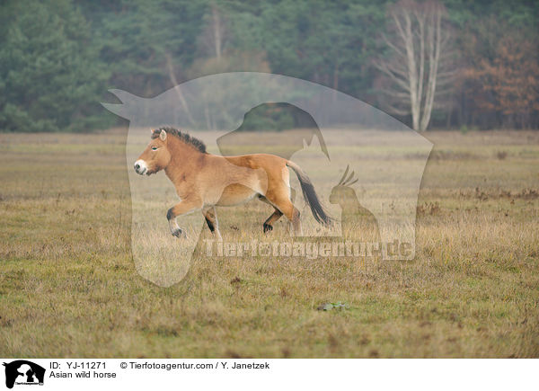 Asian wild horse / YJ-11271