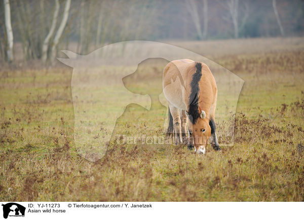 Asian wild horse / YJ-11273