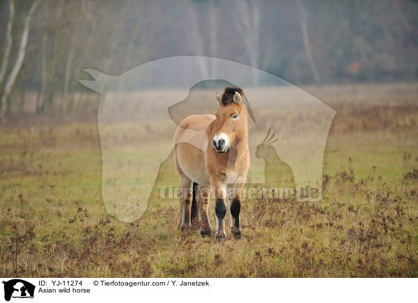 Asian wild horse / YJ-11274