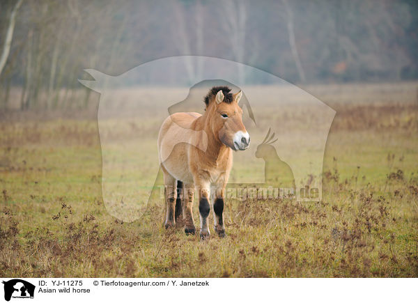 Asian wild horse / YJ-11275