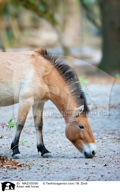 Asian wild horse / MAZ-05590