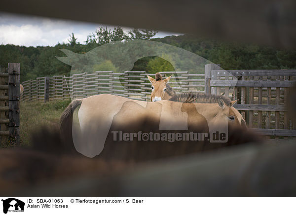 Asian Wild Horses / SBA-01063