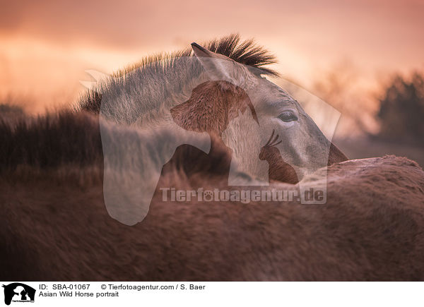 Asian Wild Horse portrait / SBA-01067