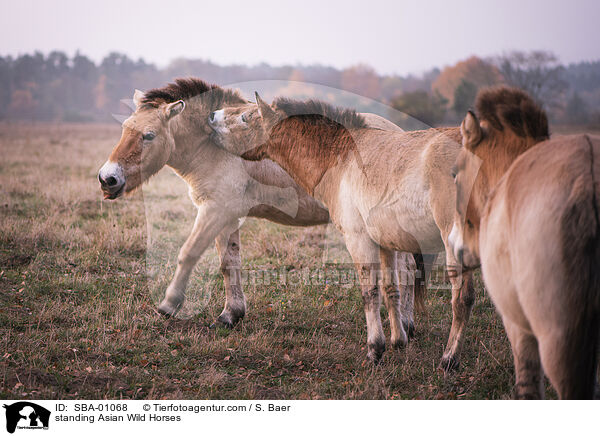 standing Asian Wild Horses / SBA-01068