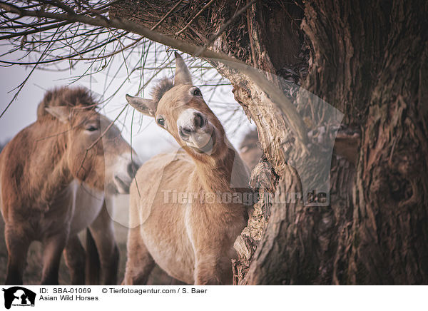 Asian Wild Horses / SBA-01069