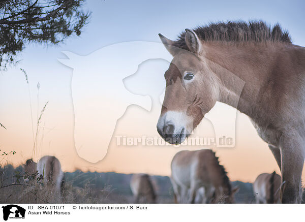 Asian Wild Horses / SBA-01071