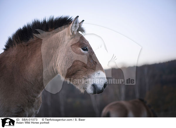 Asian Wild Horse portrait / SBA-01073