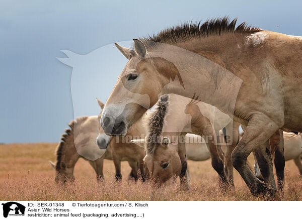 Przewalskipferde / Asian Wild Horses / SEK-01348
