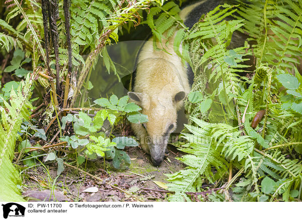 collared anteater / PW-11700