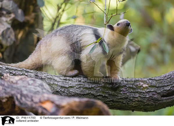 collared anteater / PW-11750