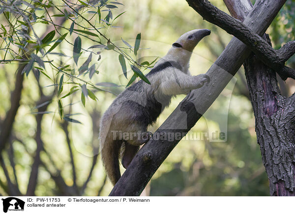 collared anteater / PW-11753
